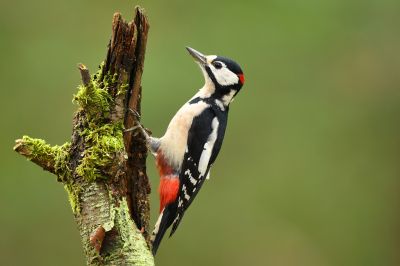 Woodpecker Hole Filling