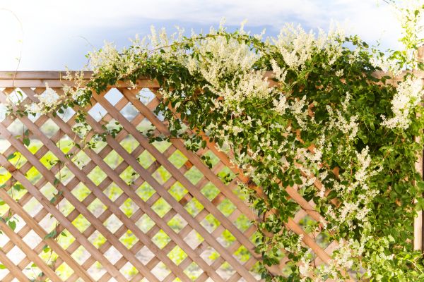 Lattice Repair in Duluth
