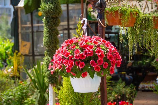 Hanging Planter Installation in Duluth