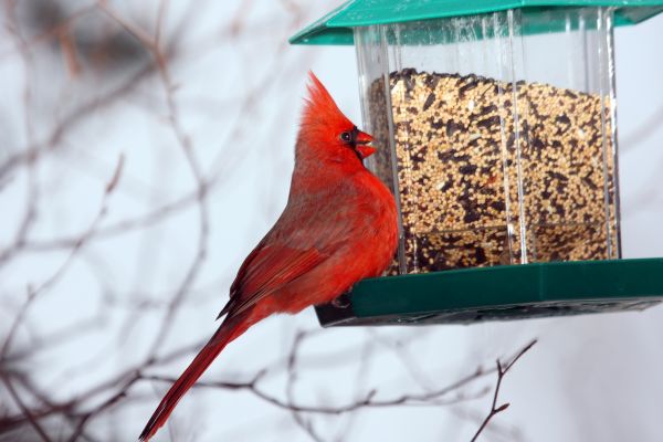 Bird Feeder Hanging in Duluth