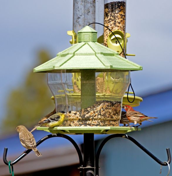 Bird Feeder Installation in Duluth